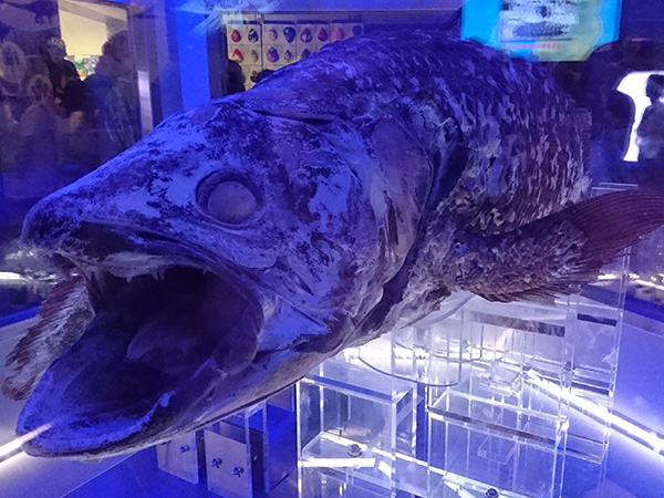 世界で唯一！シーラカンスの冷凍標本が見られる「沼津港深海水族館」
